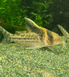 Corydoras robustus Discount