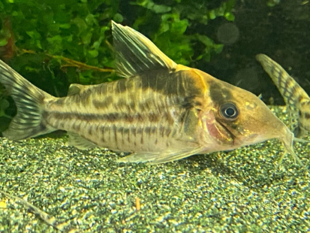 Corydoras robustus Discount