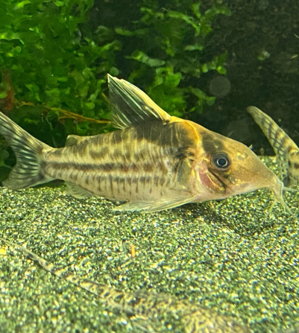 Corydoras robustus Discount