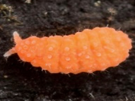 Orange Springtails (Cup) Online Sale