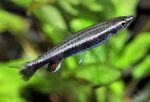 Nannostomus eques (Rocket Pencil fish) For Sale