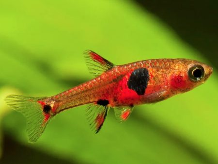 Boraras naevus (Strawberry Rasbora) For Discount