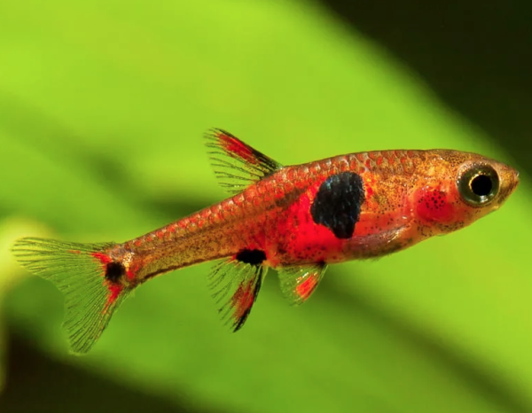 Boraras naevus (Strawberry Rasbora) For Discount