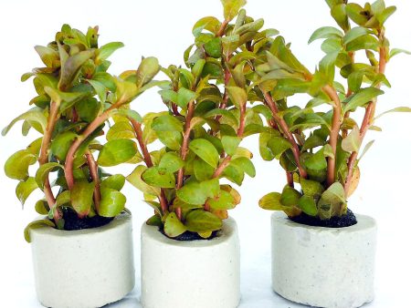 Ludwigia senegalensis (sp Guinea   1 POT) Online Sale