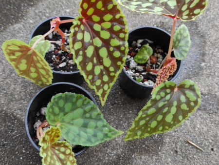 Begonia chlorosticta (1 Pot) Supply