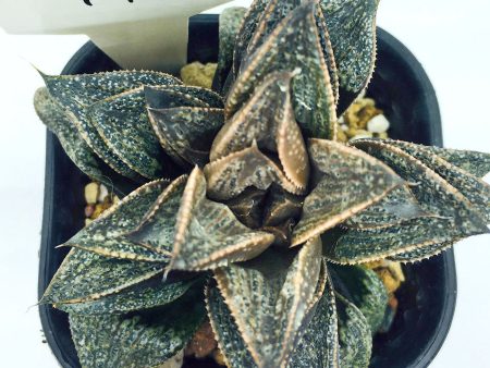 S&C Haworthia Spp (#141   7cm Pot) Discount