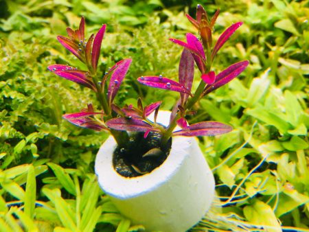 Rotala ramosior  Florida  (2 Stems   1 POT) For Discount