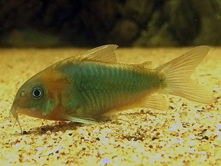 Corydoras eques Supply