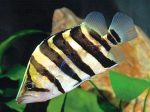 Indonesian Tiger Fishes (4-5 ) For Cheap