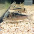 Corydoras elegans For Sale