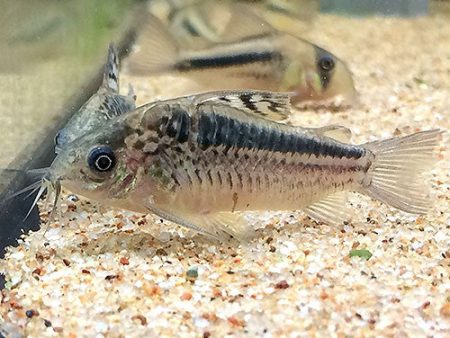 Corydoras elegans For Sale