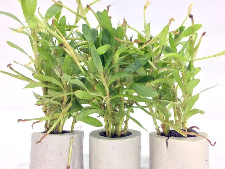 Heteranthera zosterifolia (Stargrass   1 POT) Fashion