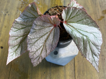 Begonia don miller Online