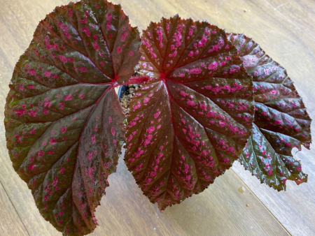 Begonia brevirimosa ssp. Type 3 Online Sale