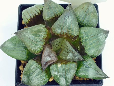 S&C Haworthia Spp (#057   7cm Pot) Sale