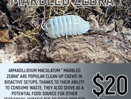 Armadillium maculatum  Marbled Zebra  (5-7PC) on Sale