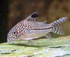 Corydoras (Julii) Discount