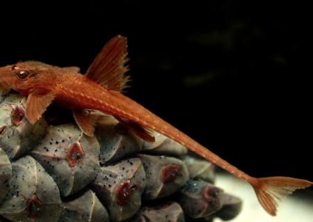 Red Lizard Catfish (Rineloricaria sp.) Supply