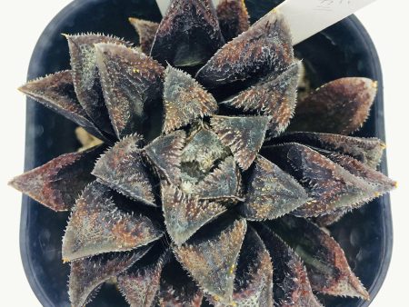 S&C Haworthia Spp (#052   7cm Pot) Supply