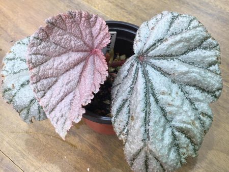 Begonia  Margaritacea  Online Sale