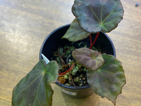 Begonia dongoranensis Mini Supply