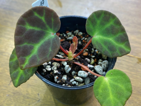 Begonia sp Trang For Sale