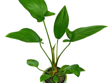 Anubias hastifolia (1 POT) Cheap